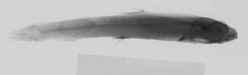 Media type: image;   Ichthyology 91362 Aspect: xray